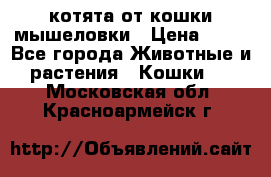 котята от кошки мышеловки › Цена ­ 10 - Все города Животные и растения » Кошки   . Московская обл.,Красноармейск г.